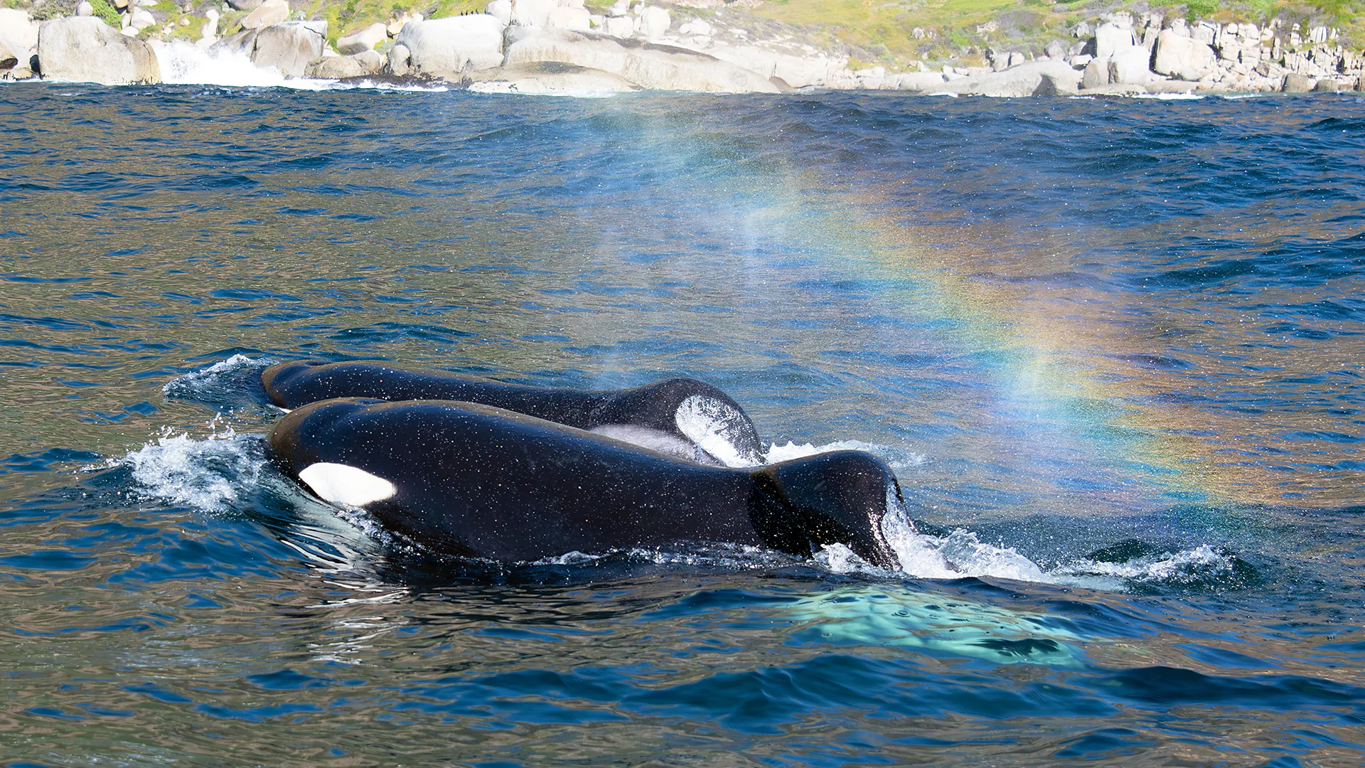 Two orca swimming together, with a rainbow appearing in the spray above (Credit: Dave Hurwitz/ Simon's Town Boat Company